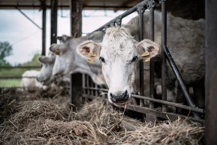 A white dairy cow looking through the metal bars of a feeding rail in a barn with straw